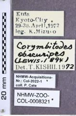 Etiketten zu Corymbitodes obscuripes (Lewis, 1894) (NHMW-ZOO-COL-0008321)